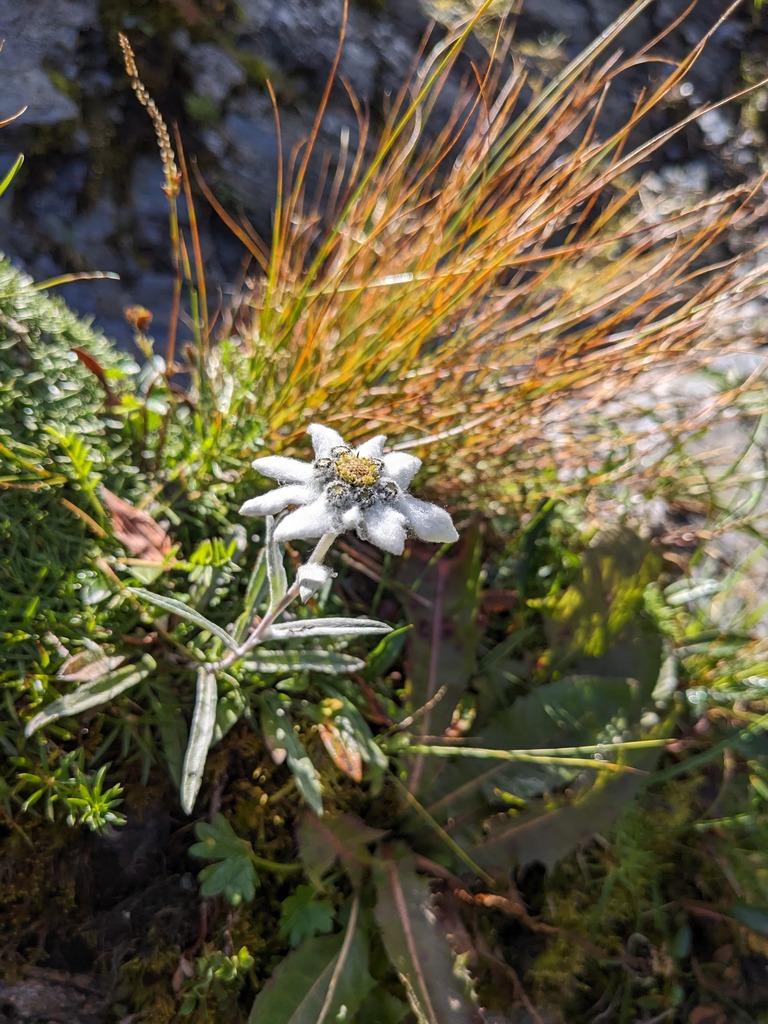 Image of De Edelweiss route