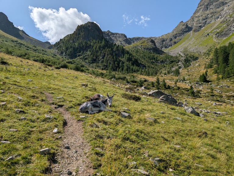 Image of Van Levin naar Zernez via Baselgia (2945 m)